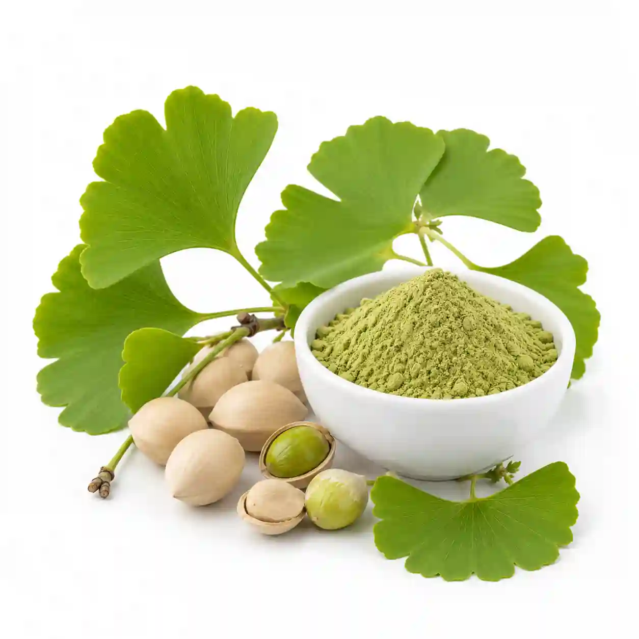 Ginkgo Biloba
